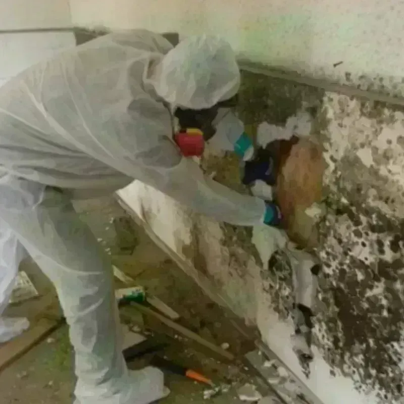 Mold Remediation and Removal in Running Springs, CA